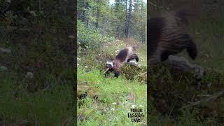 Yukon wildlife: Wolverine steals an egg