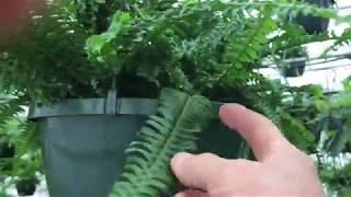 How we water and feed + what ferns we grow + planting some pansies...