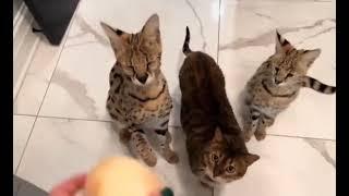 2 servals approach an awful vegetable