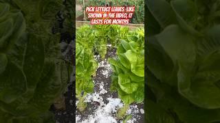 #how to pick lettuce leaves from lettuce plant