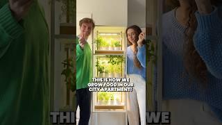 Growing Food In Our City Apartment | Auk Mini #shorts @Aukeco