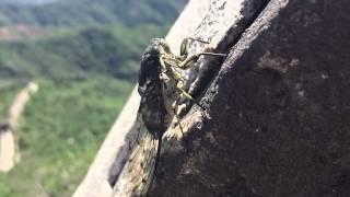 Cicada Making Sound on the Great Wall of China