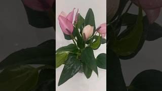 ПОЛИВ АНТУРИУМА В СТЕКЛЕ. ДУШ для антуриума #закрытаясистема #anthurium #антуриум