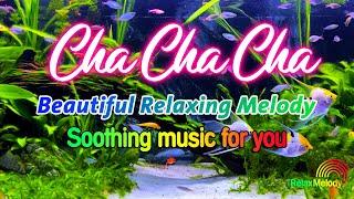 Beautiful Cha Cha Cha Relaxing Instrumental 2024 - Latin Cha Cha Melody, Soothing Music For You