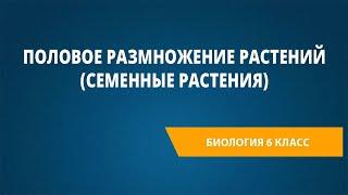 Половое размножение растений (семенные растения)