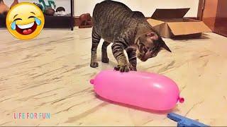 Super Funny Cats Videos - The Funniest DOG and Cats Compilation