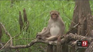 Fruitland Park residents warned not to approach monkeys spotted in neighborhood