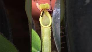Will he survive? ️ #carnivorousplants #nepenthes #pitcherplant