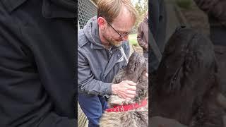 3000€ Donated to Quellenhof Passbrunn Shelter! Meet Ace & the Adorable Animals Waiting for a Home 
