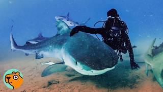 After 24 Years Shark Recognizes Her Best Friend | Cuddle Buddies
