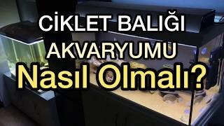 Ciklet Balığı Akvaryumu Nasıl Olmalı?