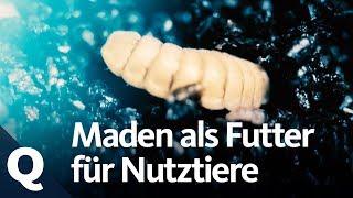 Warum Maden das Tierfutter der Zukunft sein könnten | Quarks