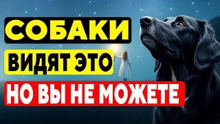 15 Шокирующих Вещей, Которые Видят И Слышат ТОЛЬКО Собаки