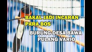 BAKAL JADI INCARAN PARA BOS  BURUNG DESA BAWA PULANG VARIO.