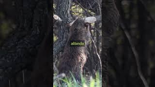 Hayvanlar hakkında ilginç bilgiler #hayvanlar #bilgi #zoo