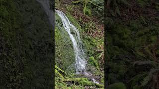 Doughty Falls, Cougar Mtn Wildland Pk 3.21.25 #waterfall #kingcounty #washingtonstate #seattle