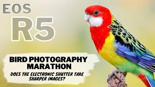 EOS R5 | Bird Photography Marathon with Extenders - Does the Electronic Shutter take SHARPER Images?