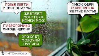 ЧТО ДЕЛАТЬ?Желтеет Монстера МАНКИ и ЗАМИК, засох МОЛОЧАЙ, сухие пятна и желтизна на фикусе ОДРИ