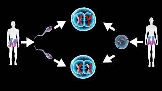 Sex Determination: Who is responsible for the gender of a new born baby?