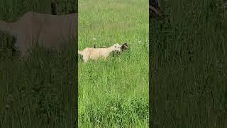 Goats eating spring hay #music #farming #beautifullgoats