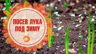 Посев лука под зиму, озимый лук  Преимущества и особенности посадки  Мастер класс HitsadTV