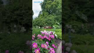 #explore #viral #tilawat #quran #surah #sheikh #oslonorway #garden #famous #botanicalgarden