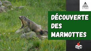 À la Découverte des Marmottes - Bacelonnette / Larche (Les Vacances de Timena)