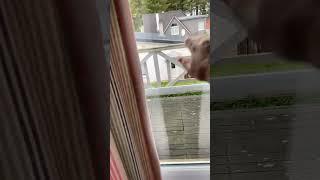 #vlog Like And follow me for more Videos Like this #fypシ゚viral #viralvideo #viralshort