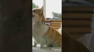 Corgi vs Shiba Inu: Battle of Wits!️#2 #corgi #pets #welshcorgi #shiba #animals