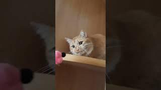 Kuzya plays 2 #cats #catshorts #funnycat #catfunny #funnyshorts #alisa #funnyanimals #shorts