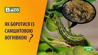 Самшитова вогнівка, як з нею боротися? ЕФЕКТИВНИЙ ЗАСІБ ПРОТИ ГУСІНІ НА САМШИТІ.Чим обробити самшит?