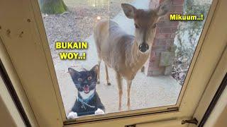 MAJIKAN TERKEJUT..! Ketika Kucing Bawa Pulang Rusa Ke Rumah Untuk Majikannya 