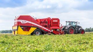GRIMME EVO 290 AirSep | it's like magic