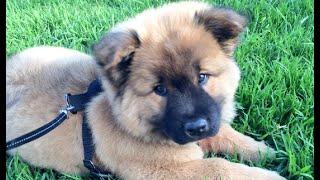 Mia Rose gets a puppy.