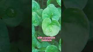 Caring for Dichondra repens (Kidneyweed)