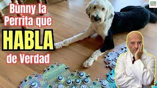  INTELIGENCIA CANINA  BUNNY EL PERRO QUE HABLA CON BOTONES 