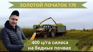 ЗОЛОТОЙ ПОЧАТОК 170 - 400 ц/га СИЛОСА НА БЕДНЫХ ПОЧВАХ Agriculture