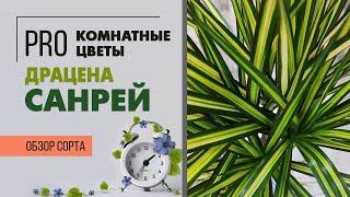 Драцена Санрэй - редкий сорт необыкновенной красоты