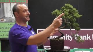 Create bonsai literati style at Bonsai Northwest Melbourne March 2025 meeting