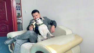 杀人犬雪豹从小被宠坏，护食咬主人是它的强项，它该何去何从