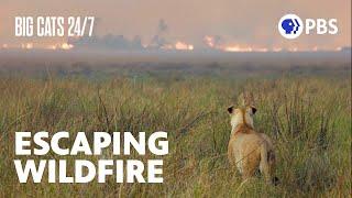 Wildfire Creeps Toward Camera Crew Following Lions | Big Cats 24/7 | PBS