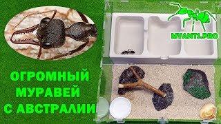 Формикарий для Мирмеций (Myrmecia)