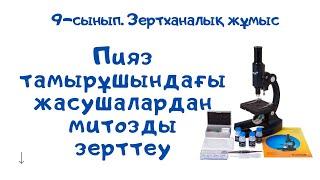 Зертханалық жұмыс 9 сынып биология. Пияз тамырұшындағы жасушалардан митозды зерттеу.