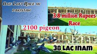 One Loft Race In Pakistan | 3.8 Million Rupees Race | Racer Pigeon Race | pipl | Kalapati