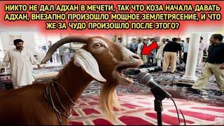 Когда коза произнесла азан, Аллах потряс Землю мощным землетрясением!