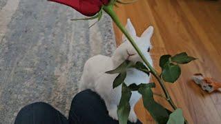 what will bunny do to a rose  ? Romantic?