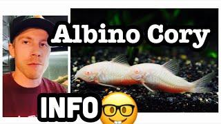 Albino Cory Catfish Care (Need to Know)