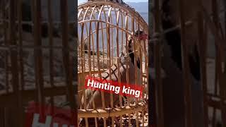 hunting king keklik sesi chakor hirds#vlog #birds #shorts #female #sound #shikari #madi #sesi #dağ