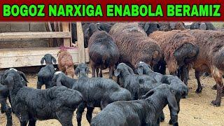 ENABOLA BOGOZ NARXIGA BERVORAMAN ARZON KELDI️ +998 91-662-45-90