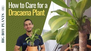 How to Care for a Dracaena Plant